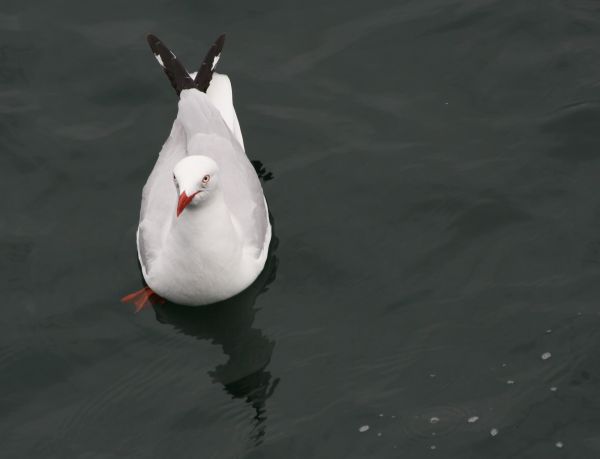 What just one seagull